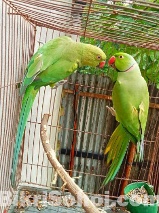 ইন্টিয়ান রিং নেট